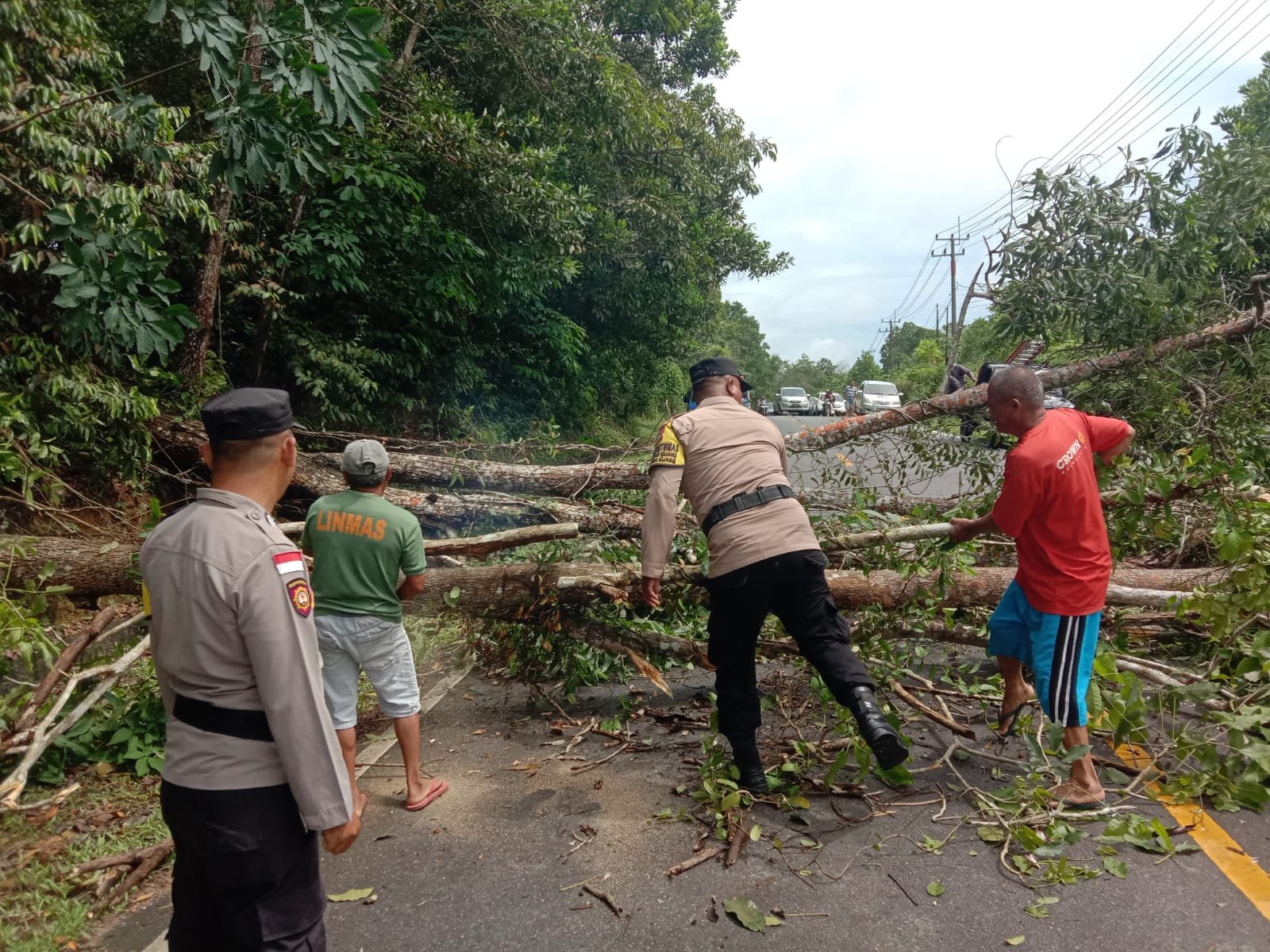 Pohon tumbang