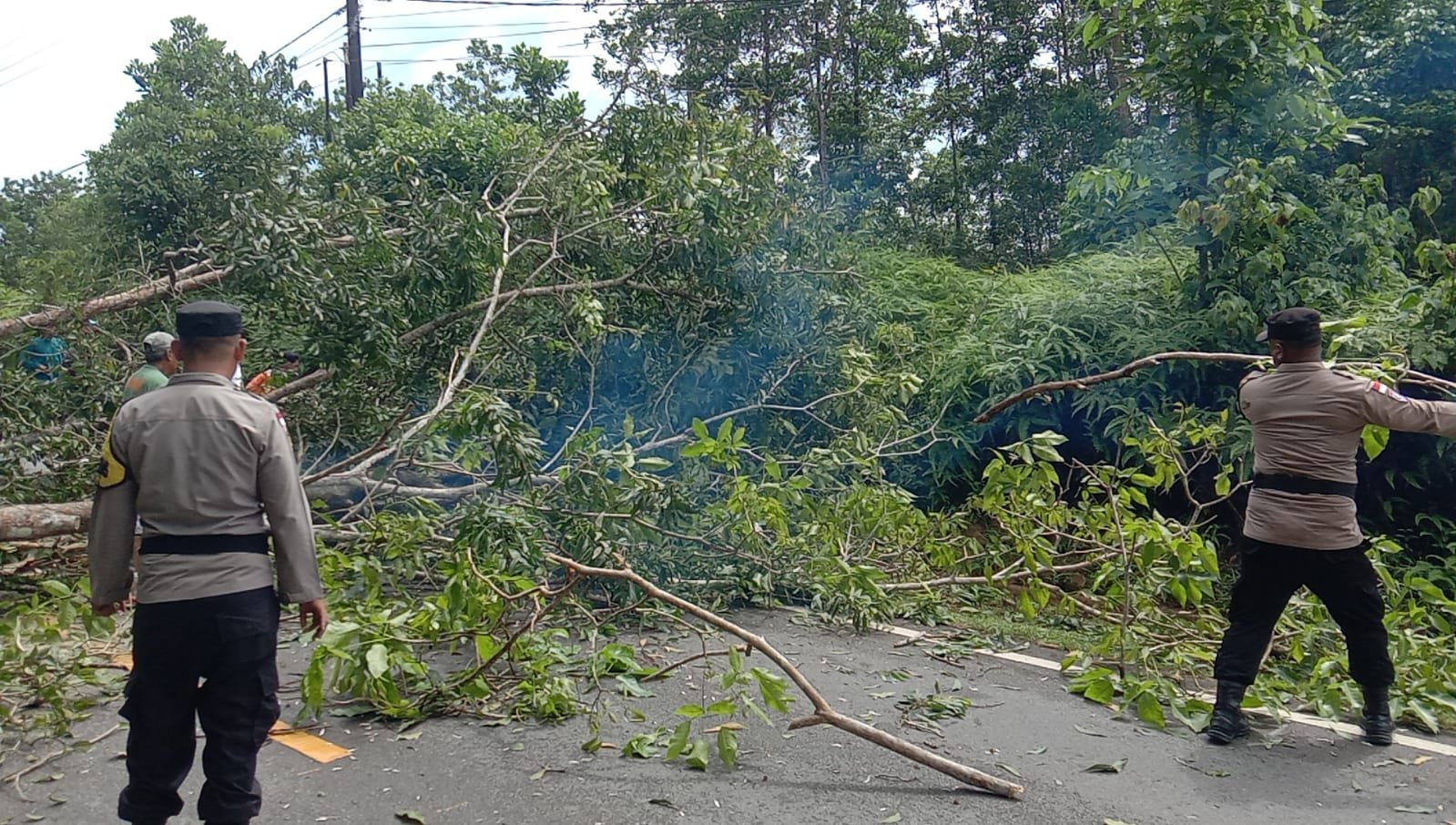 Pohon tumbang