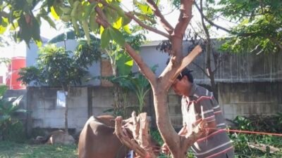 Jemaah Masjid Darul Muttaqin Tiban Indah Terima Sapi Kurban dari Kapolda Kepri