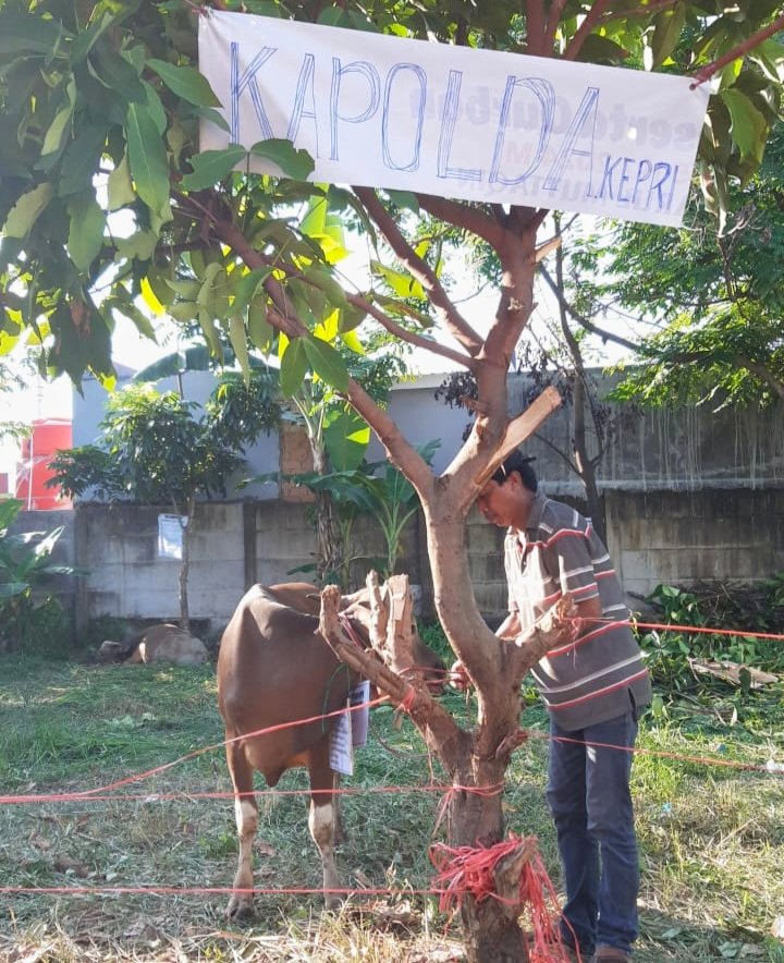 Sapi kurban dari Kapolda Kepri yang baru tiba di Masjid Darul Muttaqin Tiban Indah, Kota Batam. (Foto: Humas Polsek Sekupang, Minggu 16/6/2024)