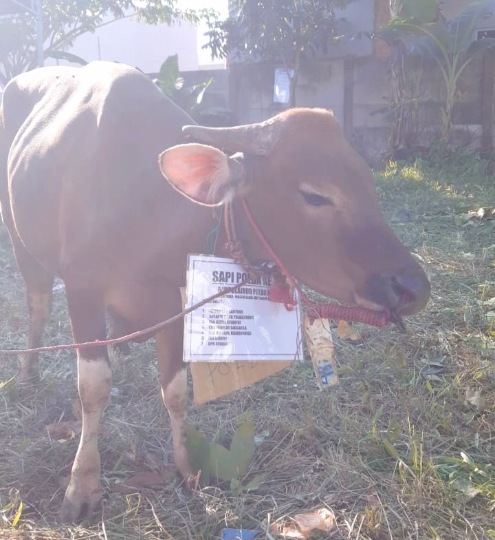 Sapi qurban
