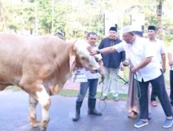 Polda Kepri dan Jajaran Sembelih 65 Ekor Sapi dan 36 Ekor Kambing